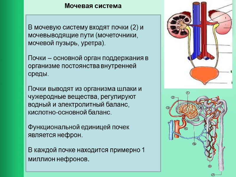 Мочевая система В мочевую систему входят почки (2) и мочевыводящие пути (мочеточники, мочевой пузырь,